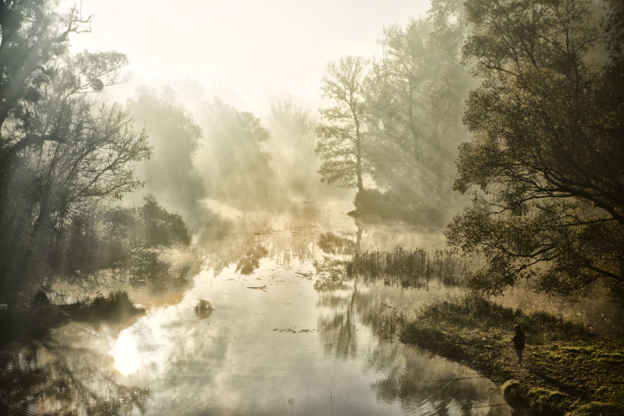 Ankica_Molnar_Ursić_forest in the mist